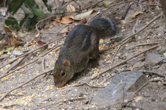 Image of Indochinese ground squirrel