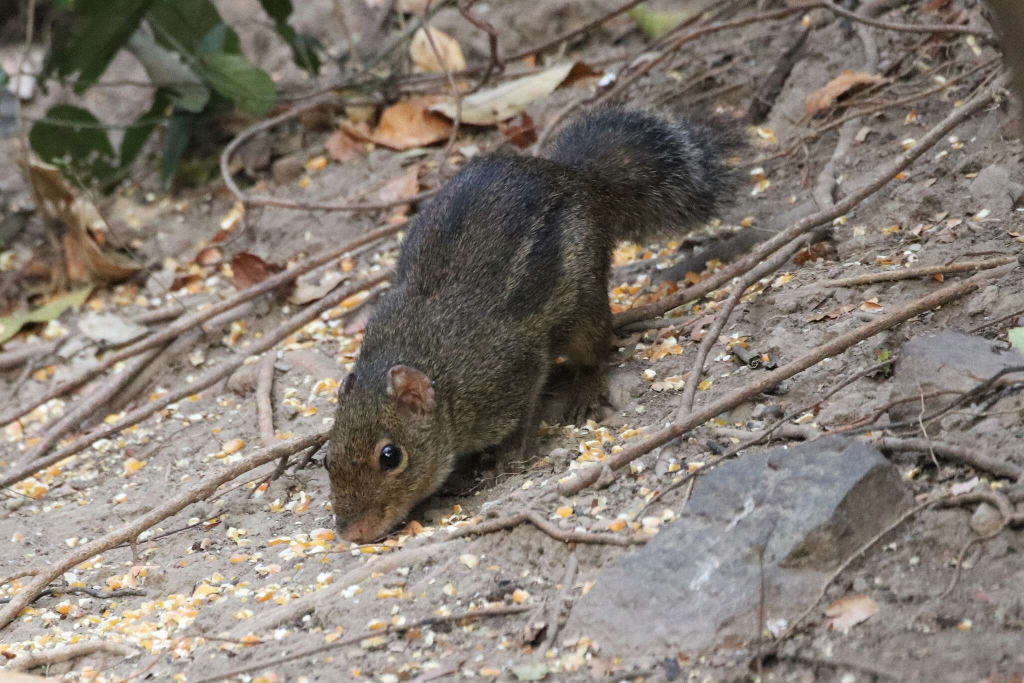 Image of Indochinese Ground squirrel