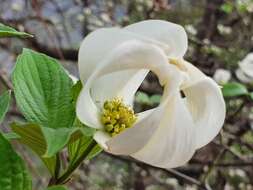 Image of Magic Dogwood