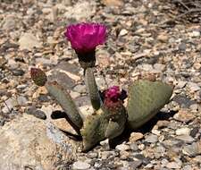 صورة Opuntia basilaris var. basilaris