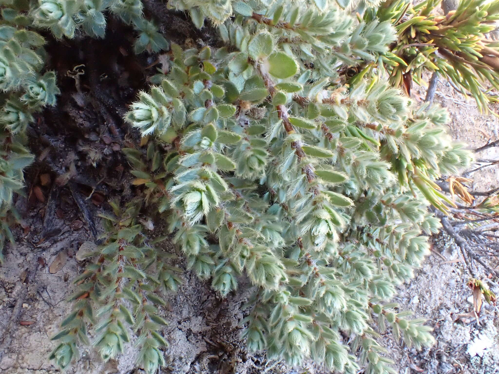 Image of Pimelea mesoa subsp. mesoa