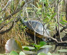 Image of Florida Red-bellied Cooter