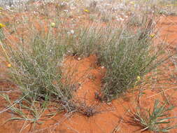 Image of Eragrostis eriopoda Benth.