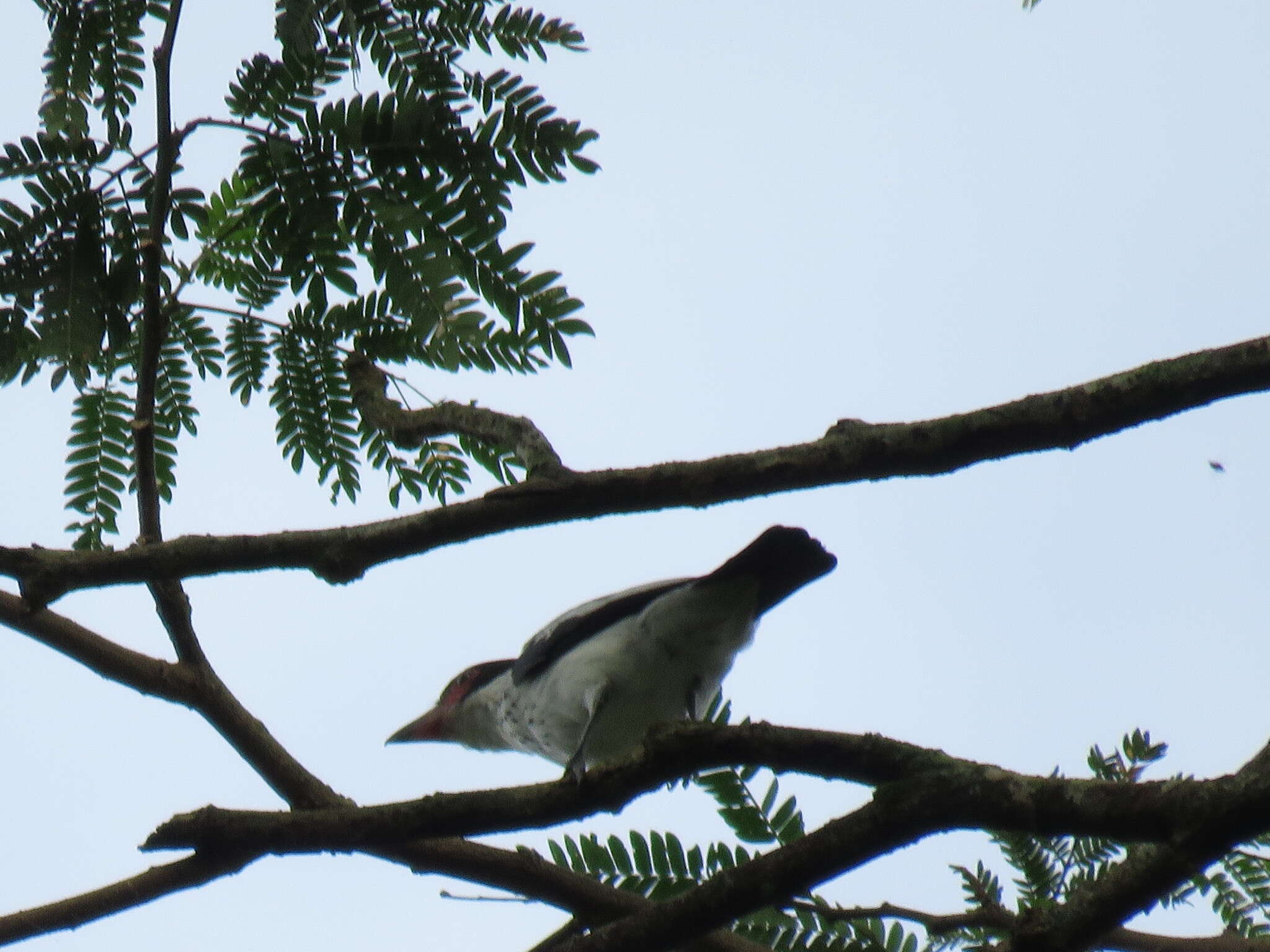 Image of Black-tailed Tityra