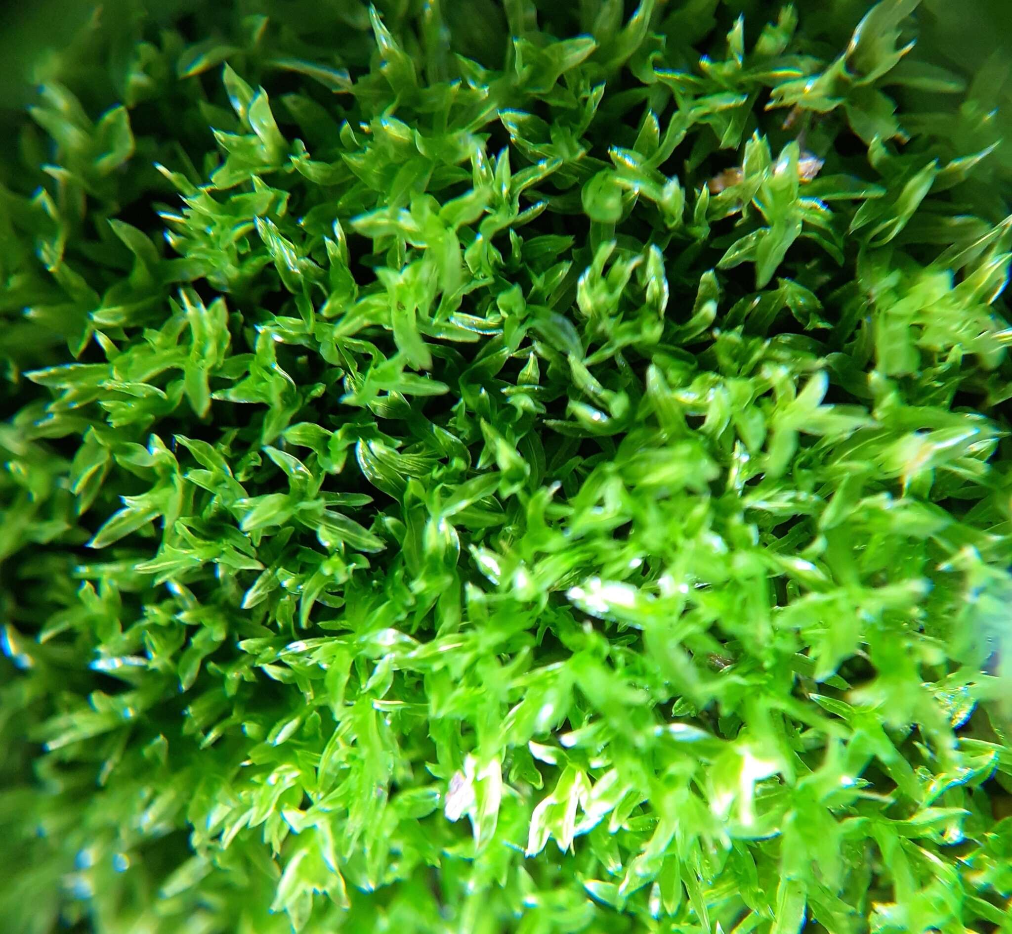 Image of barbula moss