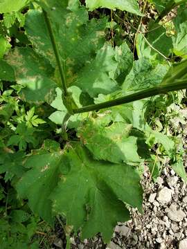 Image of Heracleum sphondylium subsp. elegans (Jacq.) Schübl. & G. Martens