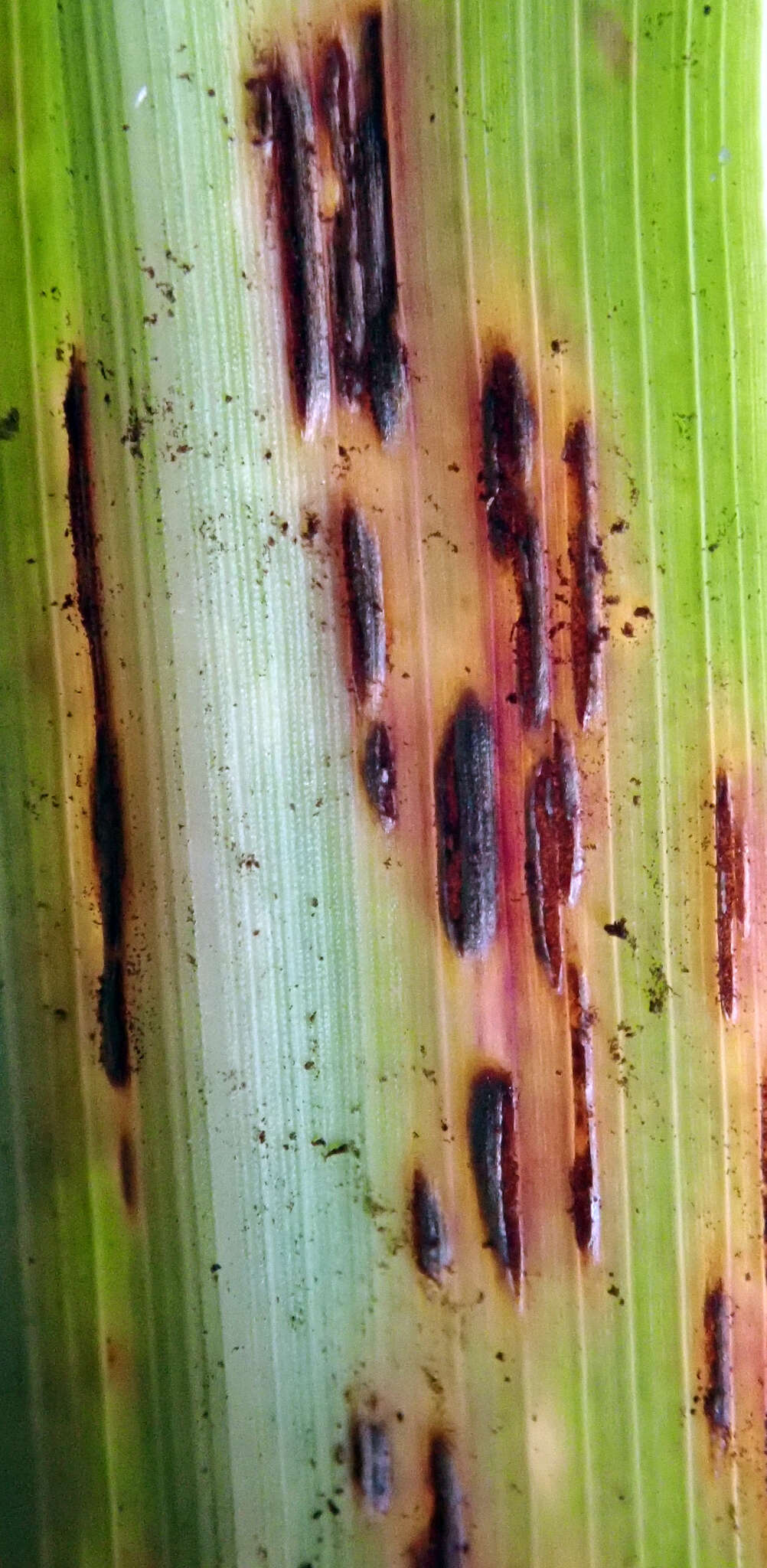 Image of Puccinia nakanishikii Dietel 1905