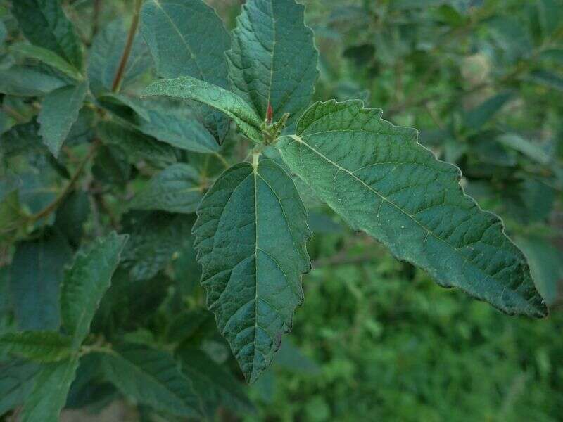 Sivun Adriana urticoides (A. Cunn.) Guymer ex P. I. Forst. kuva