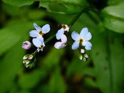 Image of Myosotis nemorosa Besser