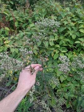 Image de <i>Eupatorium truncatum</i>