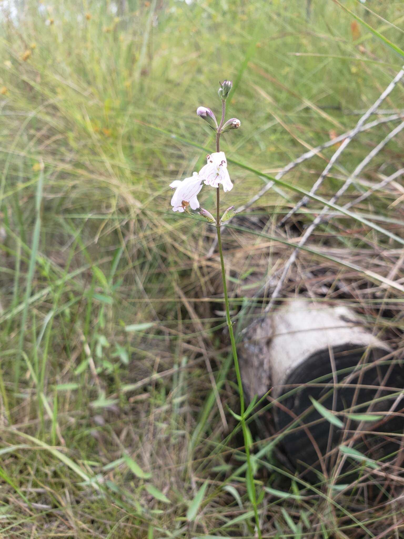 Image of Godfrey's False Dragonhead