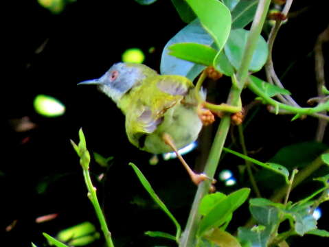 Image of Apalis flavida neglecta (Alexander 1899)