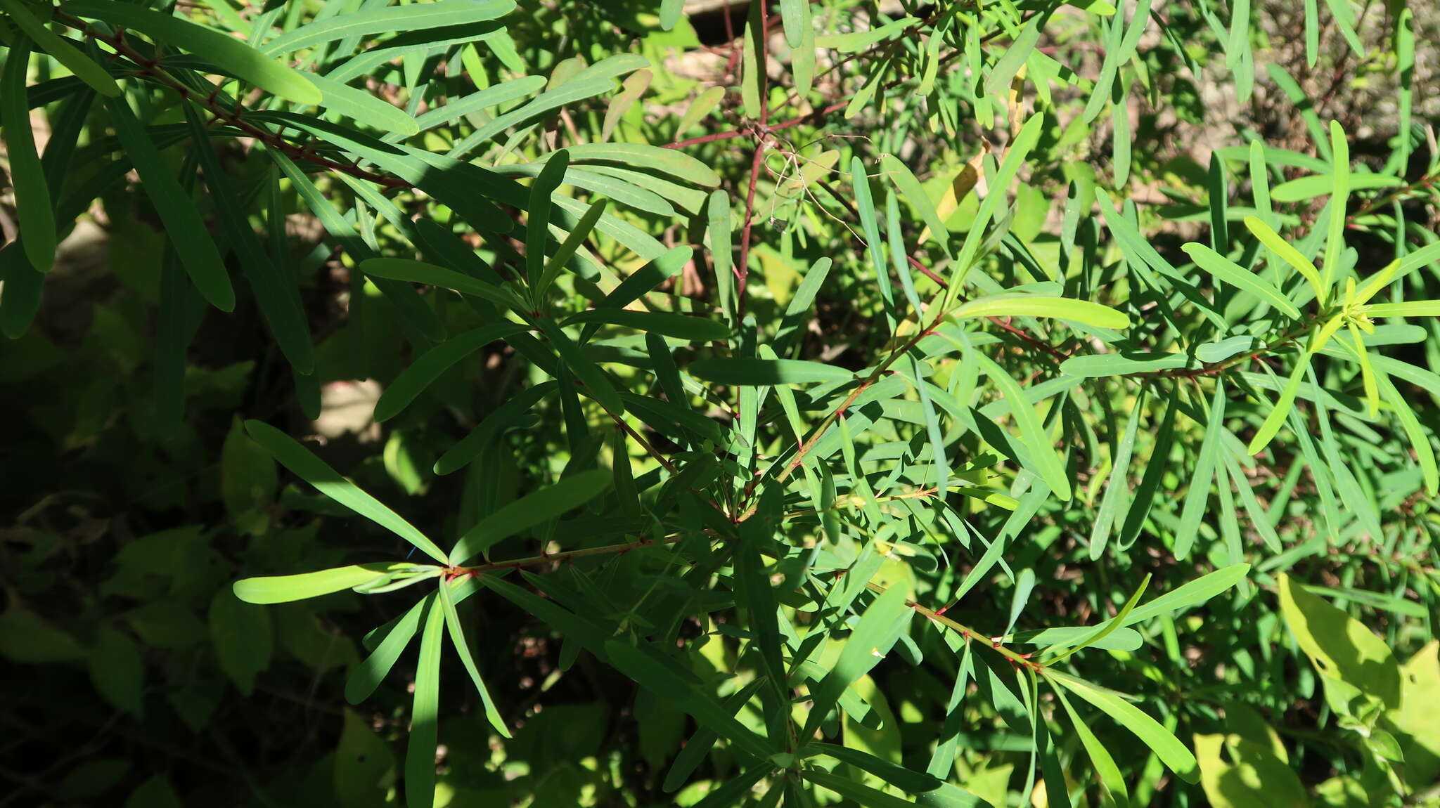 Image of Euphorbia kraussiana Bernh. ex C. Krauss