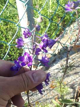 Image of Delphinium pentagynum Lam.