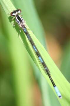 Image of Taiga Bluet