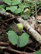 Image of Zeller's spider orchid