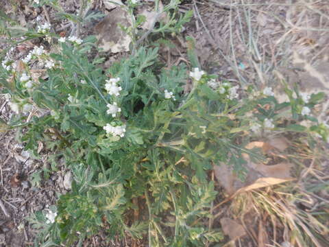 Sivun Parthenium bipinnatifidum (Ortega) Rollins kuva