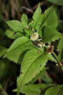 Image of Virginia water horehound