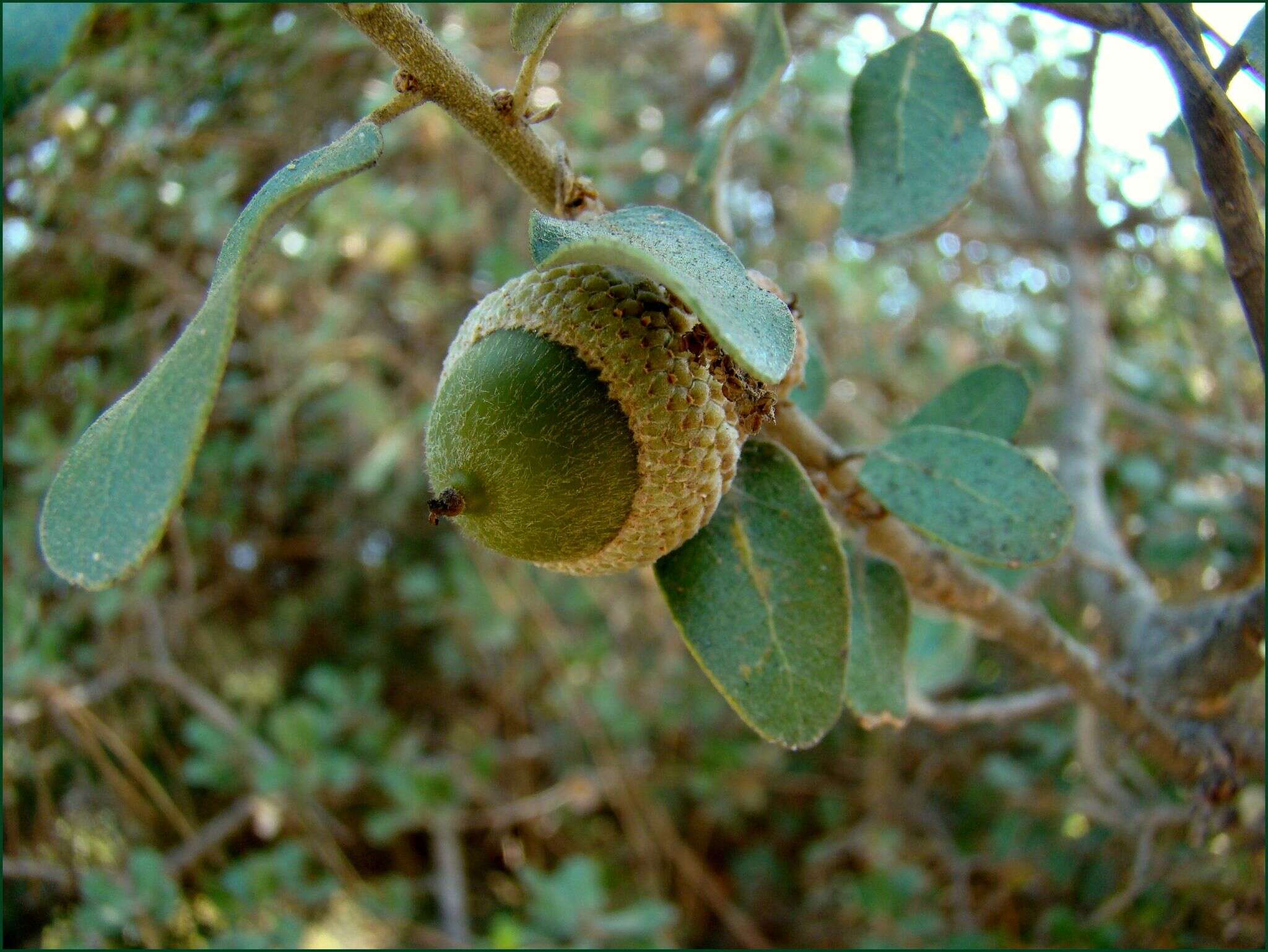 Image of Boz-Pirnal Oak