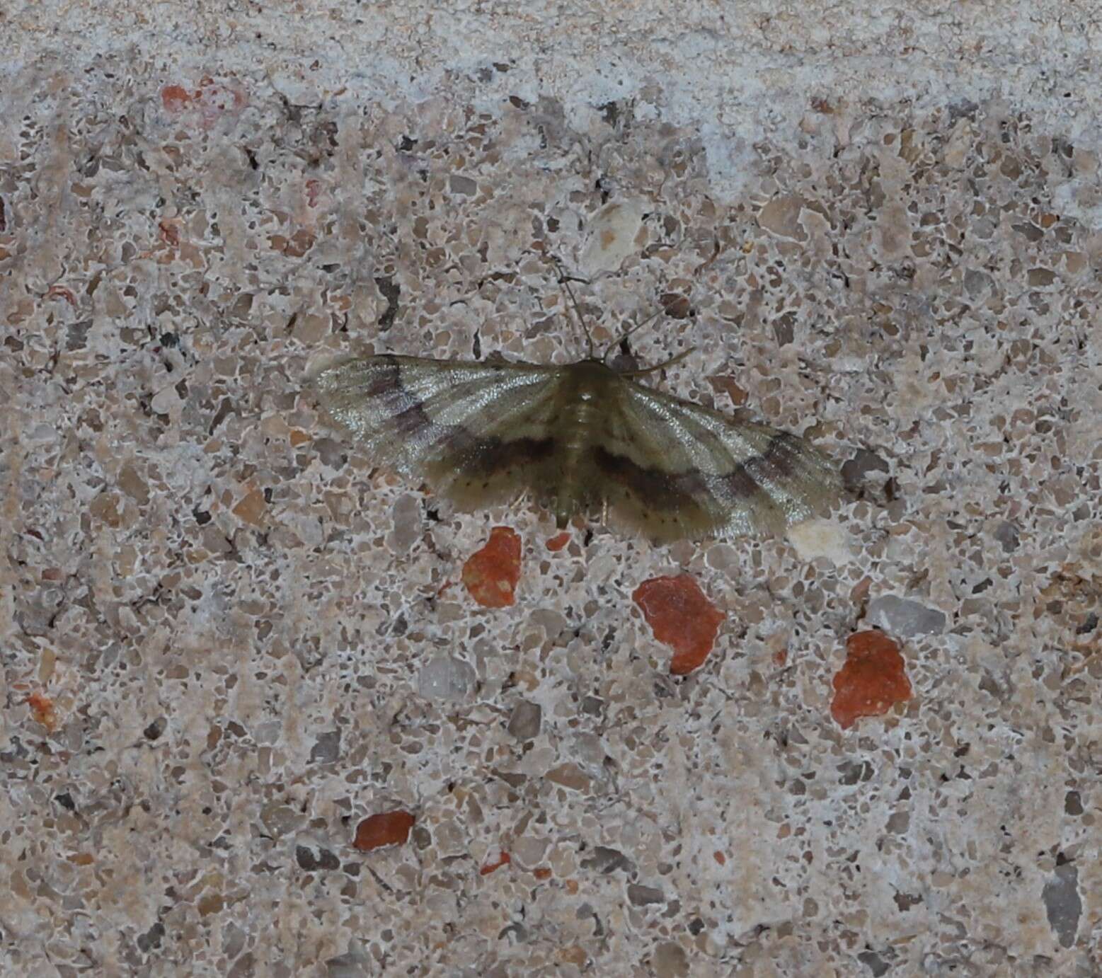 Image of Idaea trypheropa Meyrick 1889