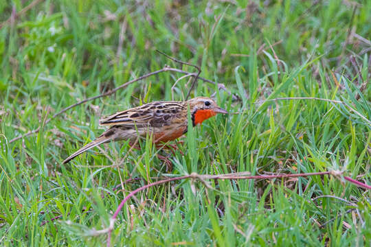 Image of Rosy-breasted Longclaw