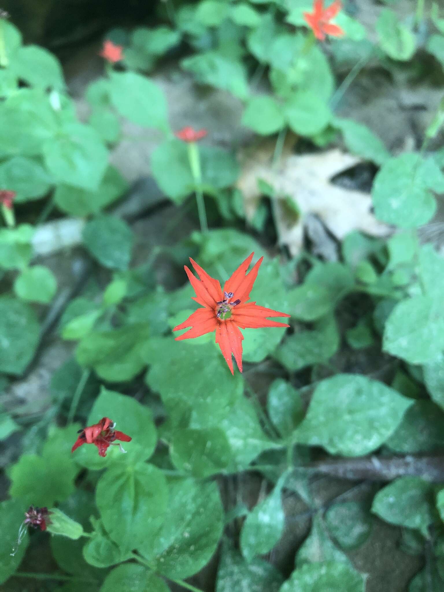 Imagem de Silene rotundifolia Nutt.