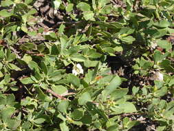 Imagem de Arctostaphylos nevadensis A. Gray