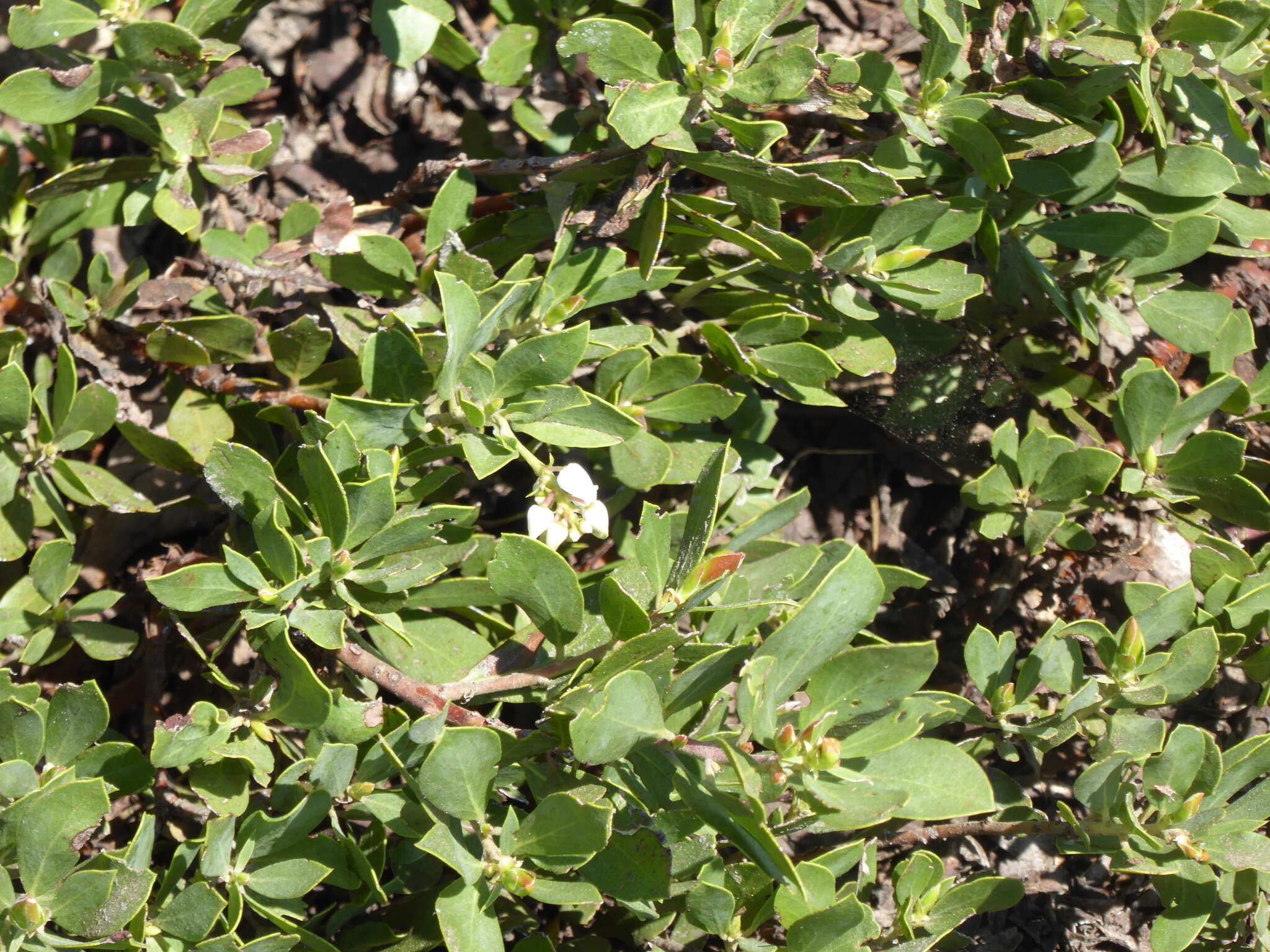 Imagem de Arctostaphylos nevadensis A. Gray