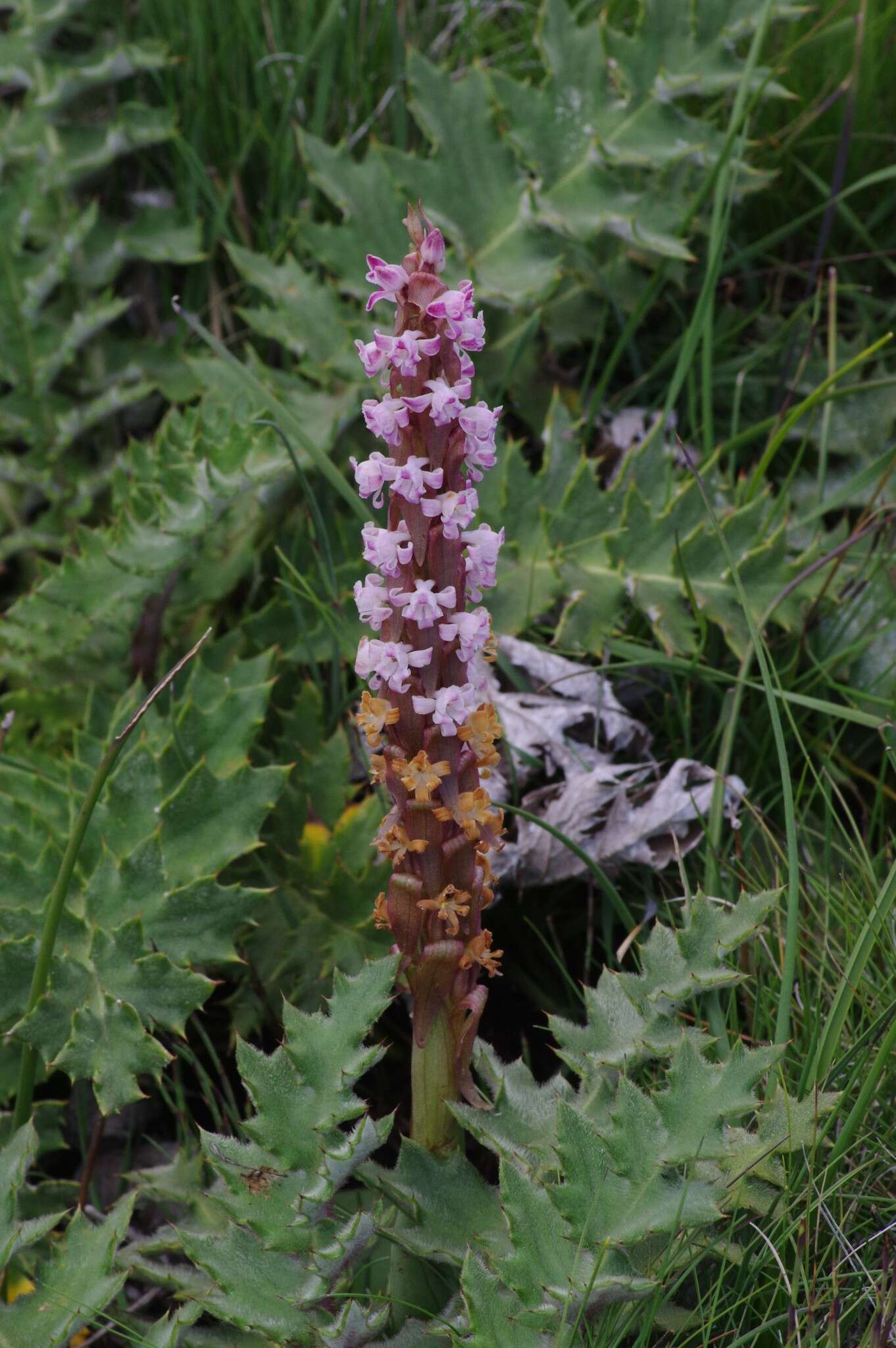 Image de Satyrium neglectum Schltr.