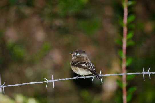 Empidonax atriceps Salvin 1870的圖片