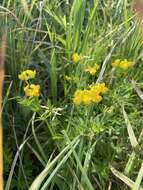 Image of bird's-foot trefoil