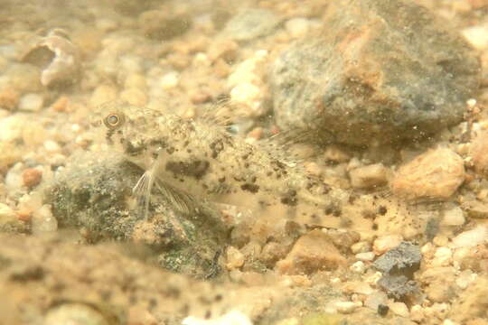 Image of Goby of streams