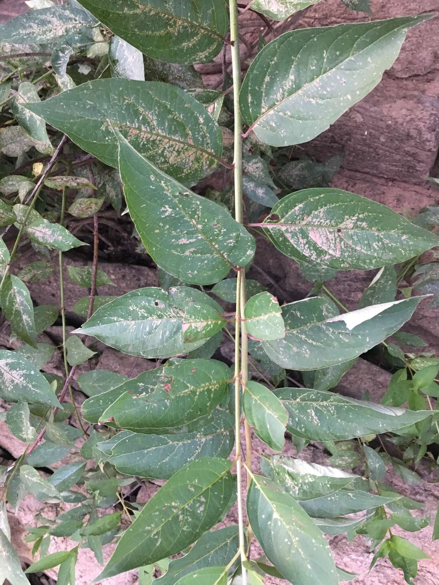 Image of Pale Dogwood