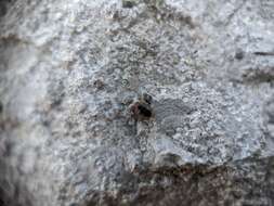 Image of Loew's Lady Beetle