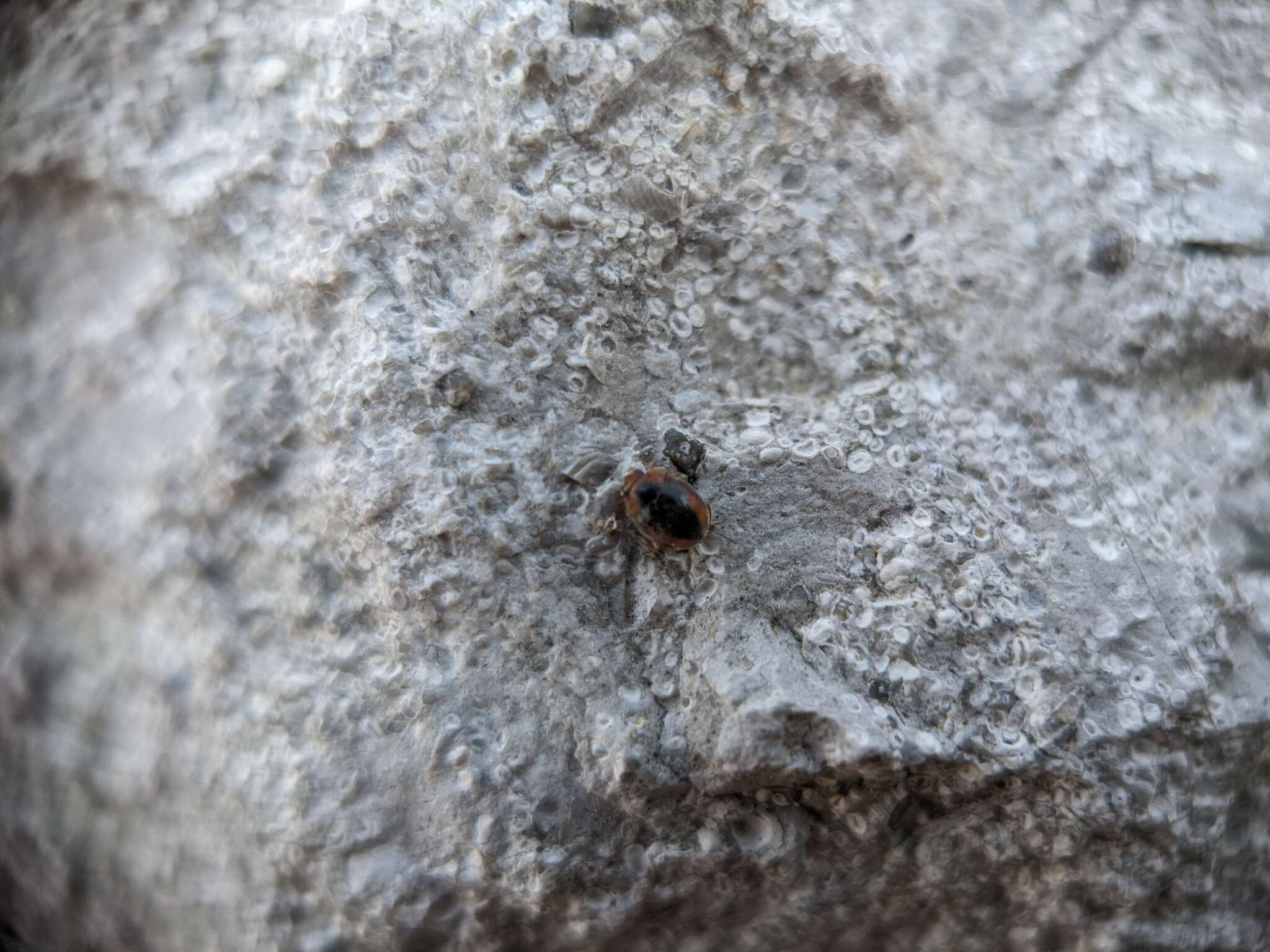 Image of Loew's Lady Beetle