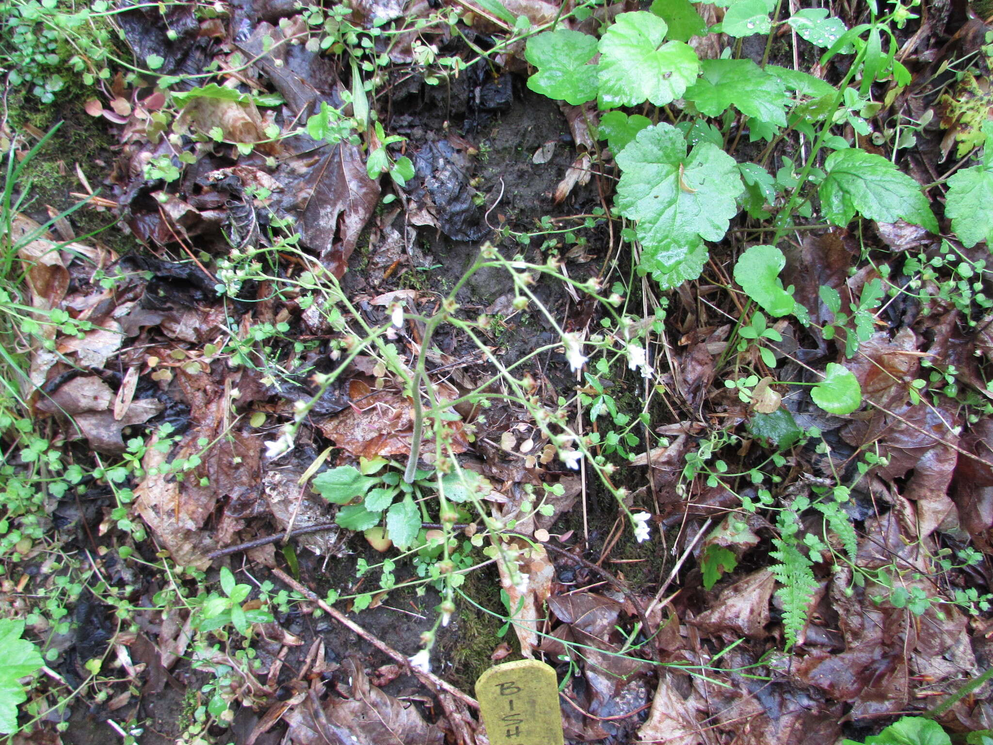 Image of Early Pseudosaxifrage