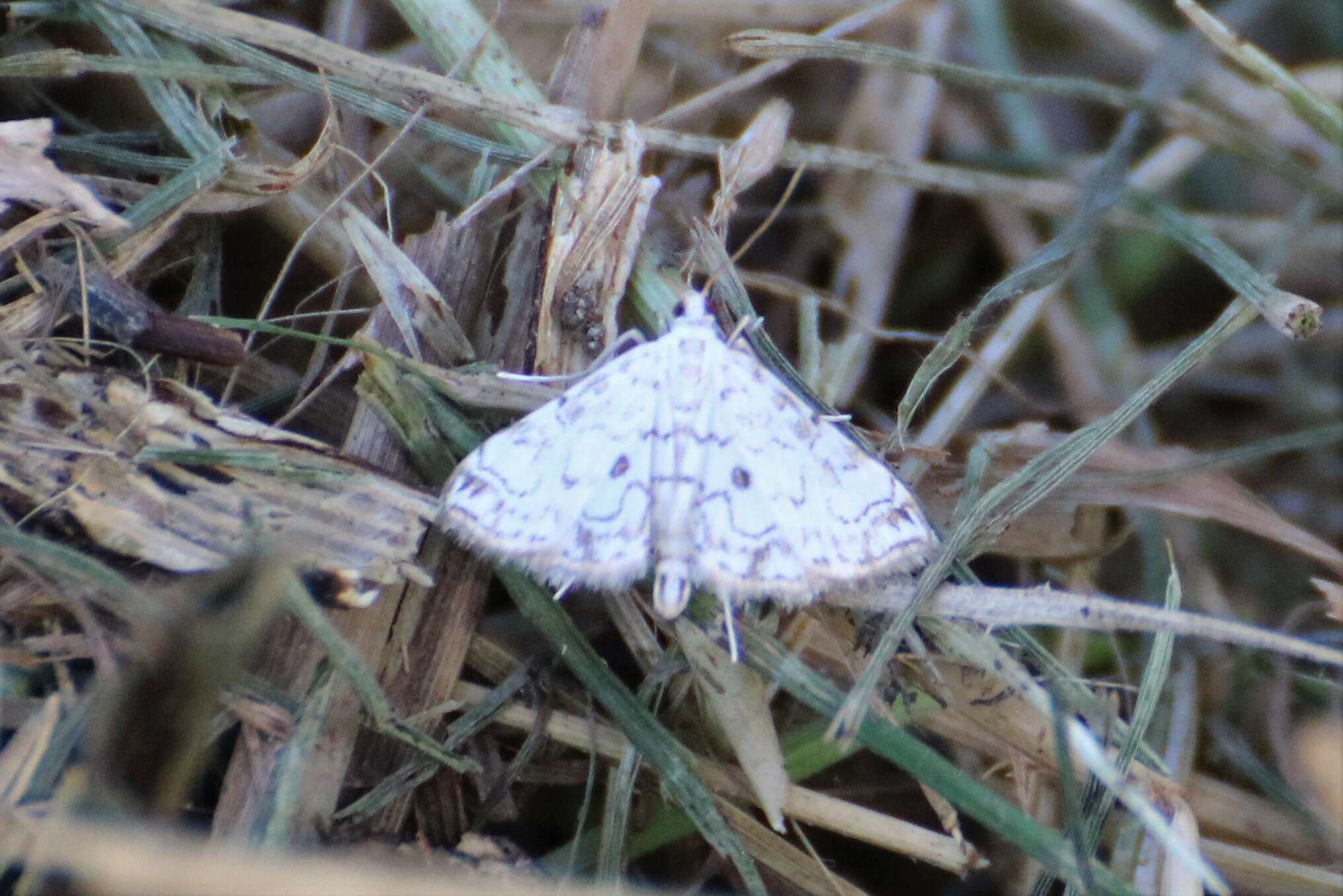 Слика од <i>Elophila rivulalis</i>