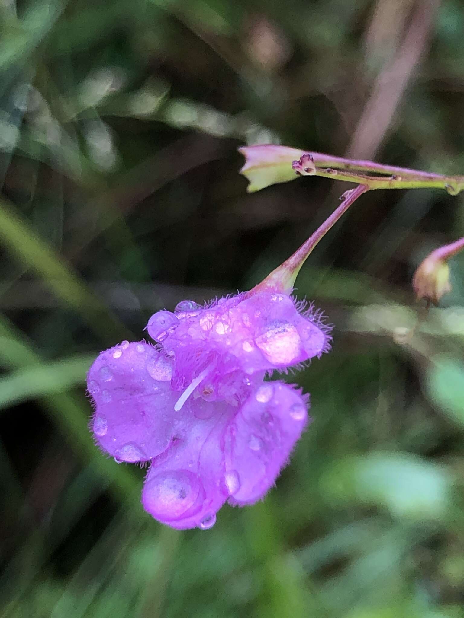 Image of twoline false foxglove