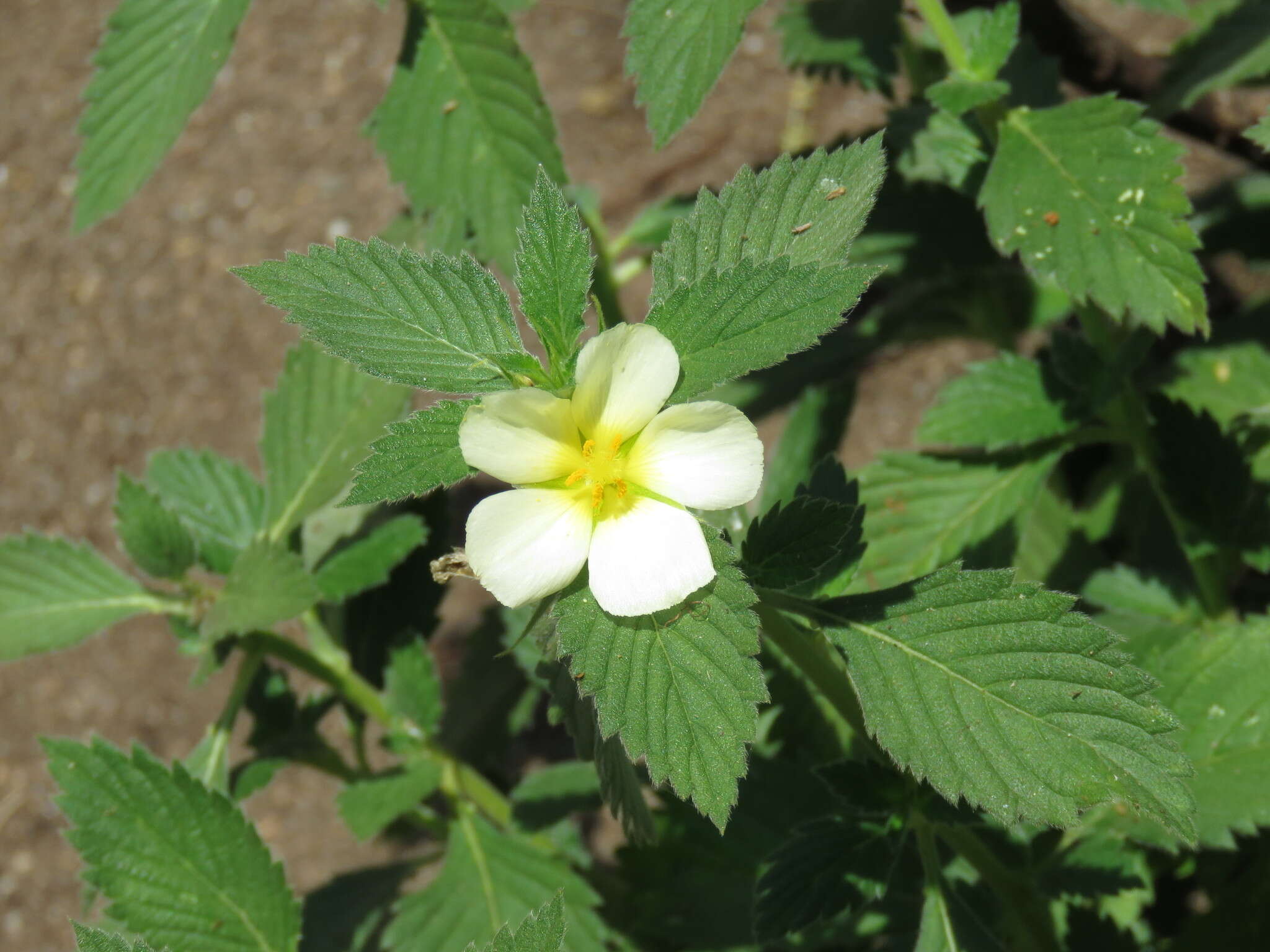 Turnera velutina Benth.的圖片