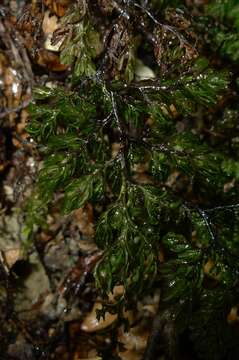 Image de Hymenophyllum villosum Col.