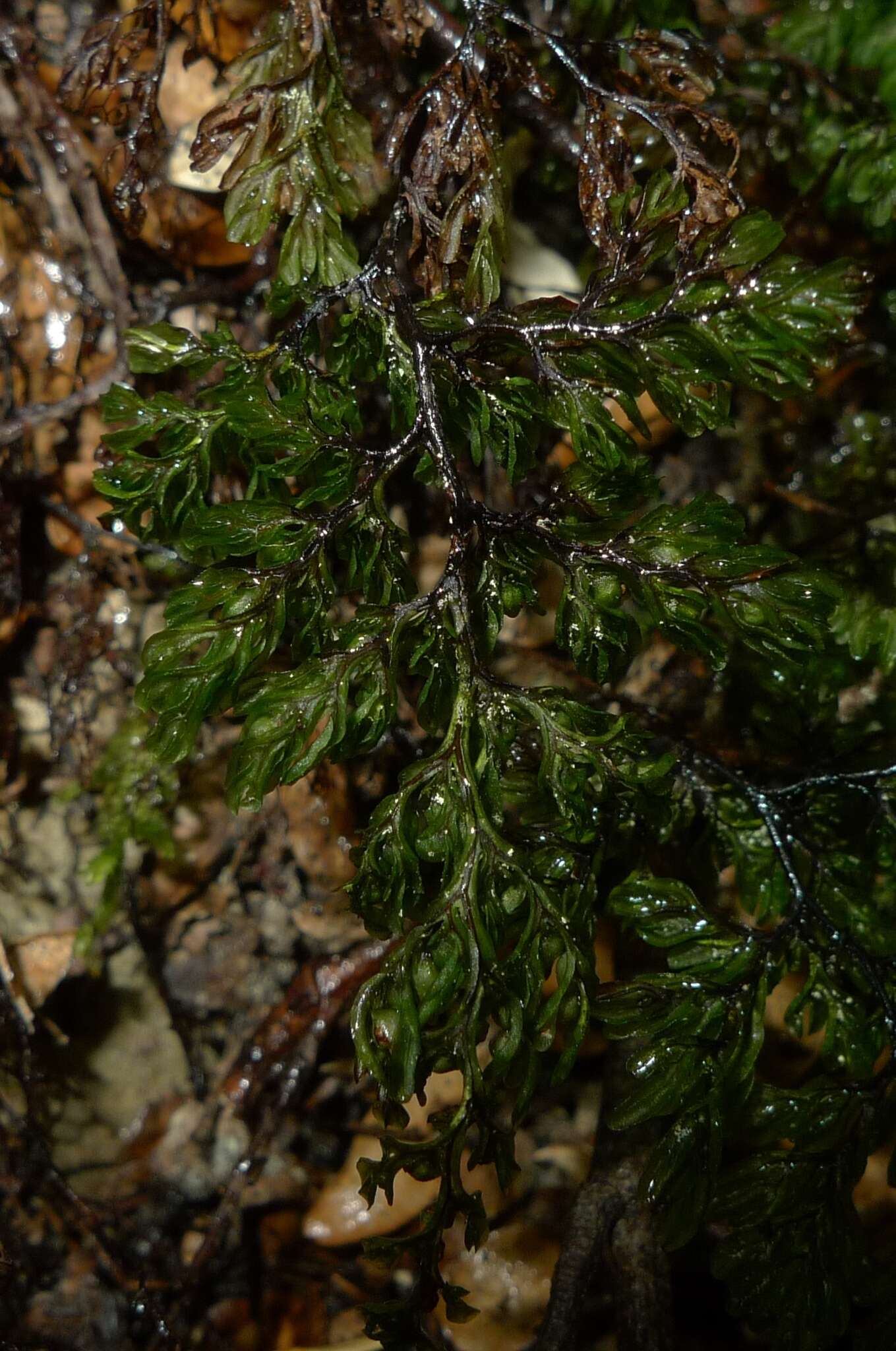 Image de Hymenophyllum villosum Col.