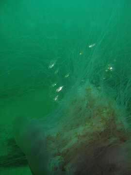 Image of lion’s mane