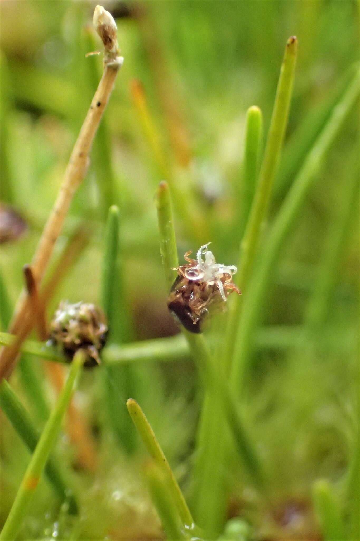 Image of Isolepis aucklandica Hook. fil.