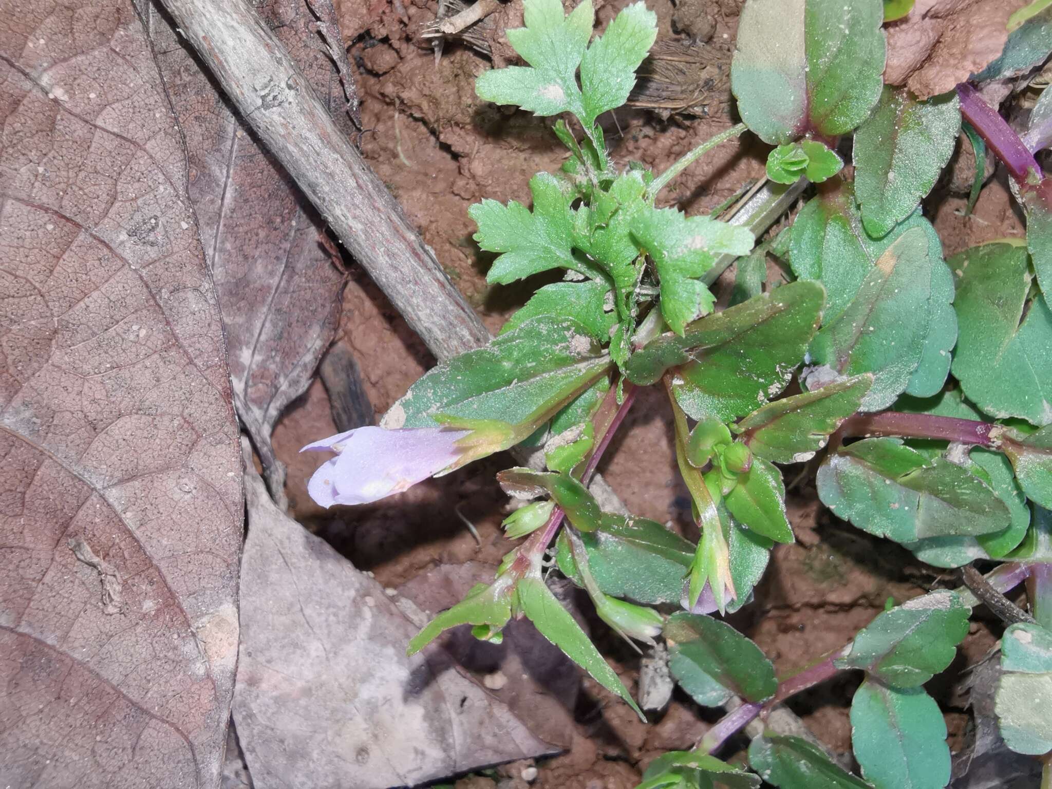 Image of <i>Torenia anagallis</i>