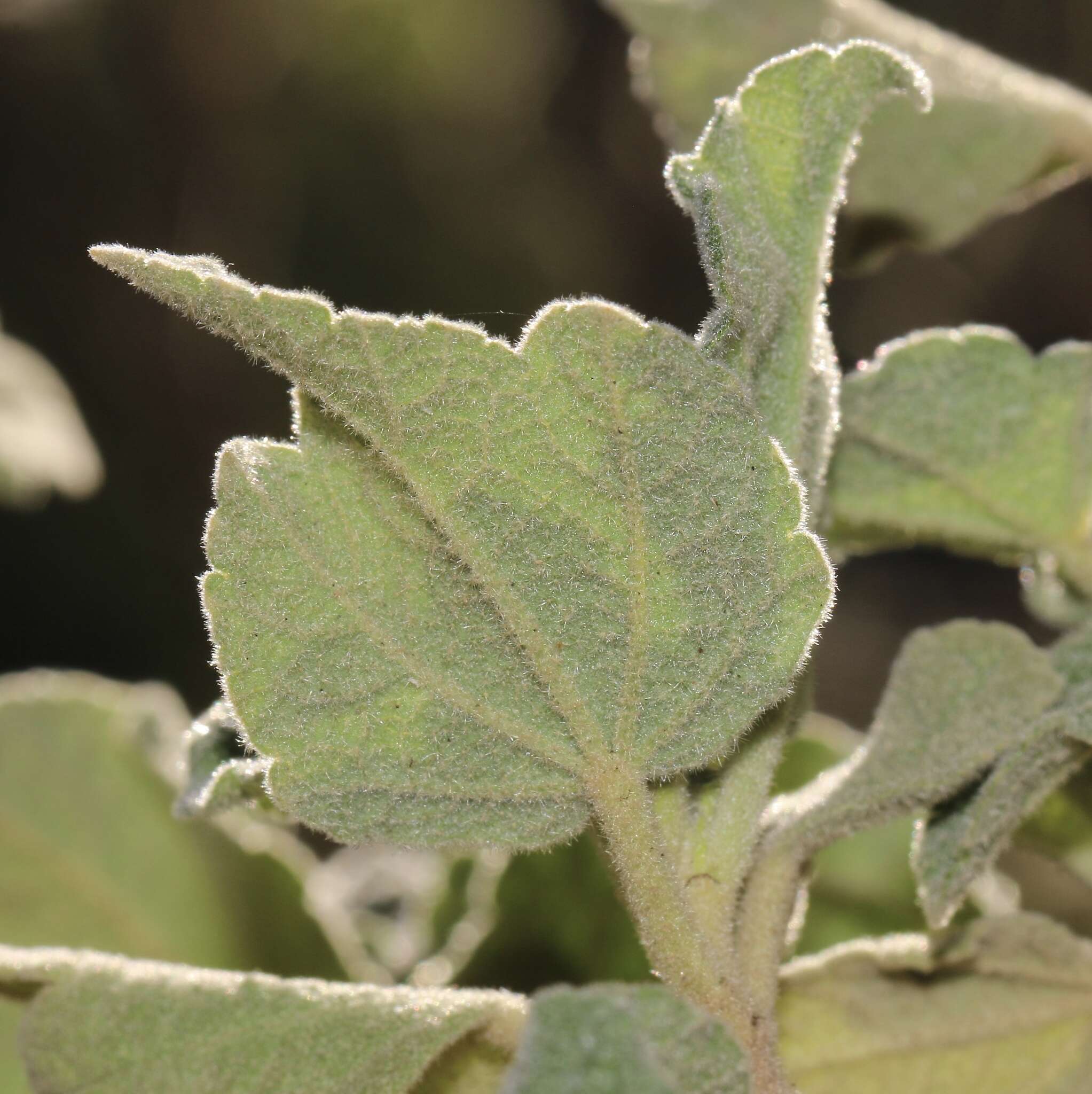 Image of Palmer's bushmallow