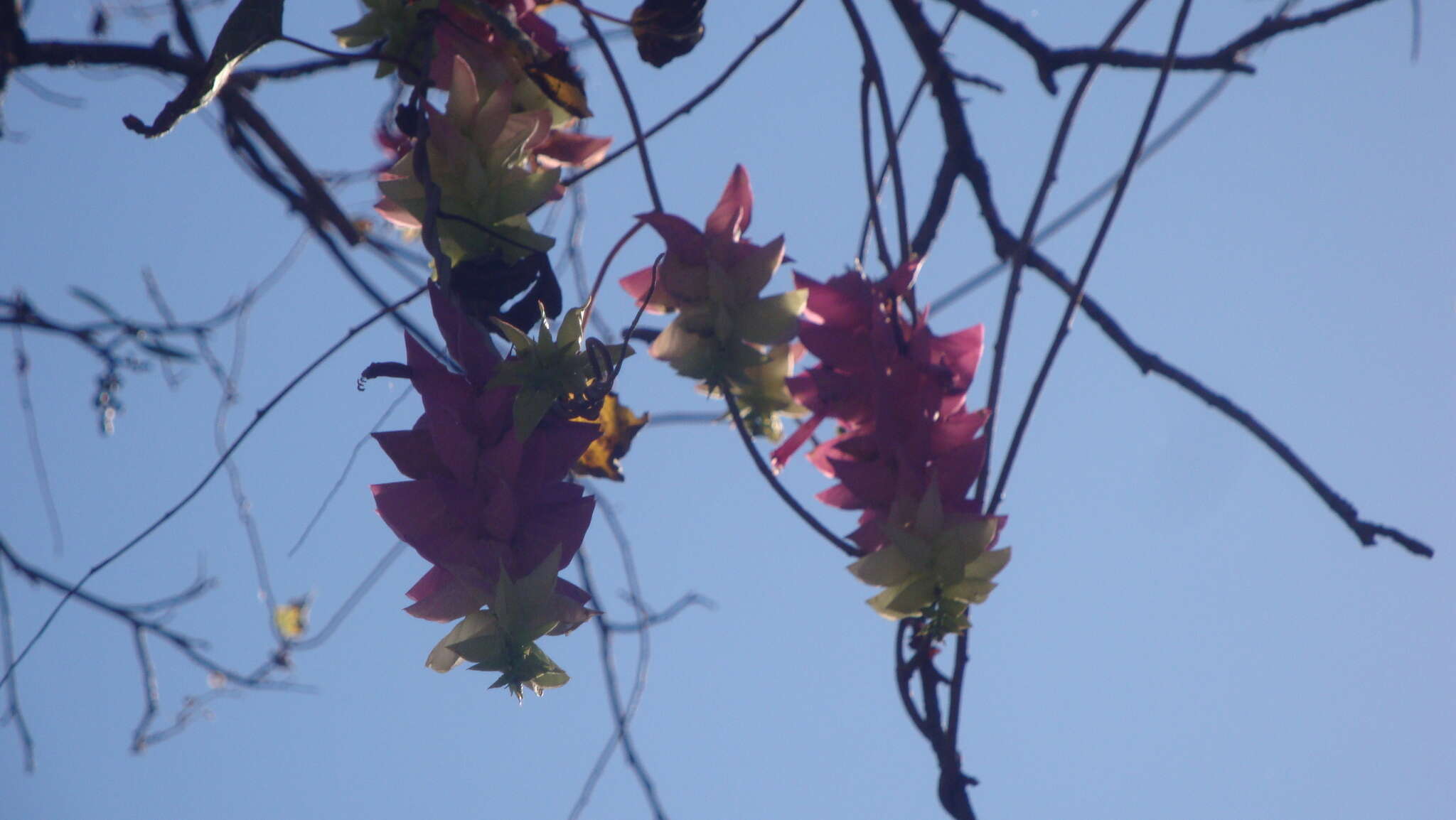 Image of Ipomoea bracteata Cav.