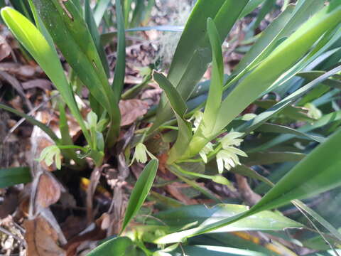 Image of Maxillaria nagelii L. O. Williams ex Correll