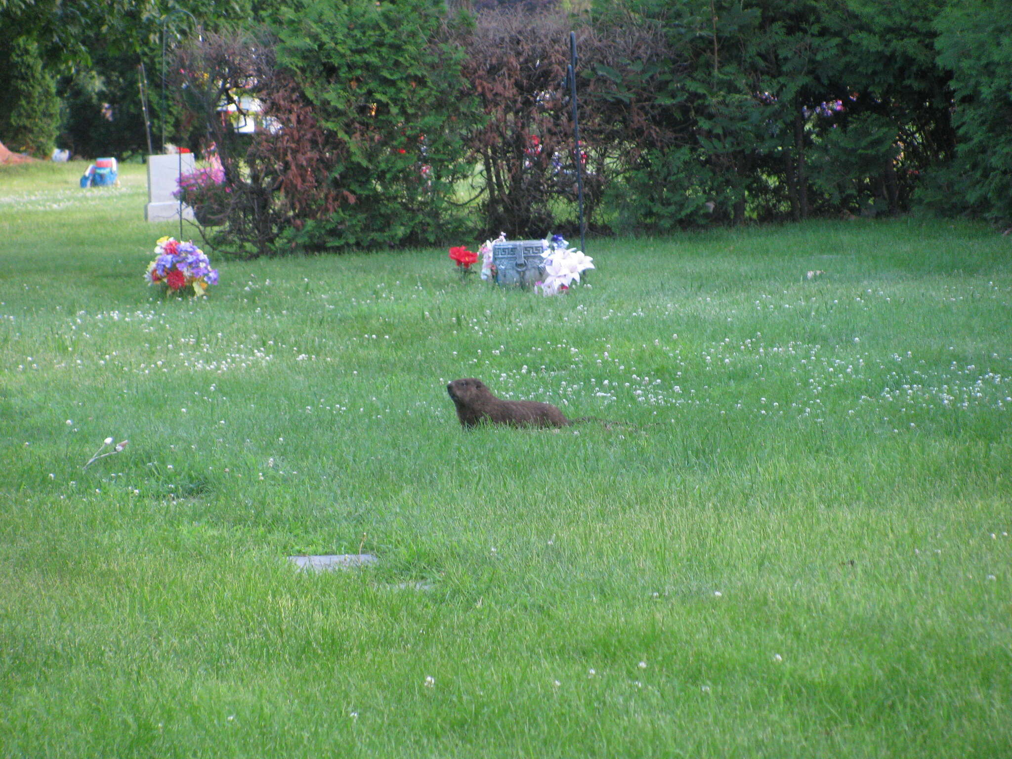 Image of Marmota subgen. Marmota Blumenbach 1779