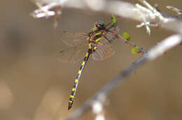 Image of Pacific Spiketail