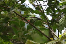 Image of Bornean Green Magpie